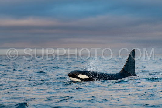 orcas or killer whales in KvÃ¦nangen fjord in Norway hunting for herrings