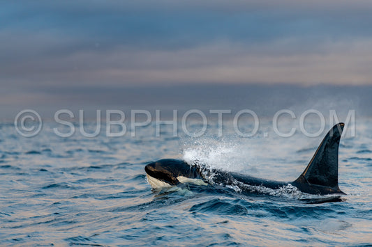 orcas or killer whales in KvÃ¦nangen fjord in Norway hunting for herrings
