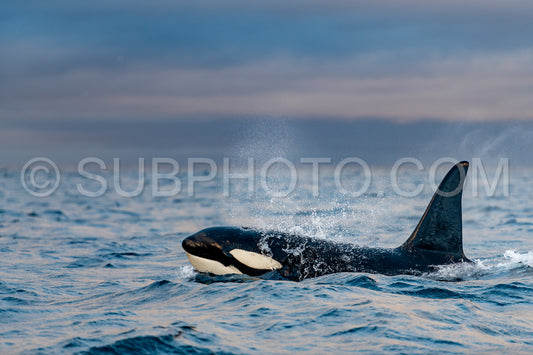 orcas or killer whales in KvÃ¦nangen fjord in Norway hunting for herrings