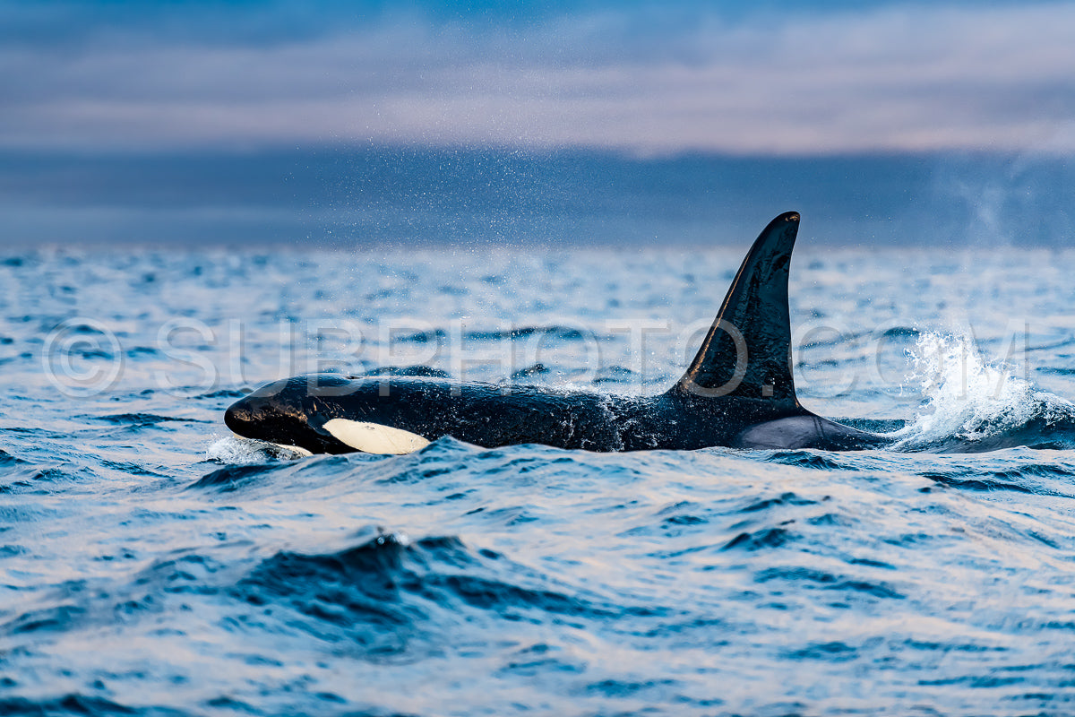 Photo de orques ou épaulards dans le fjord de Kvaenangen en Norvège chassant des harengs