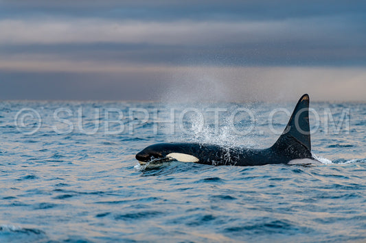 orcas or killer whales in KvÃ¦nangen fjord in Norway hunting for herrings