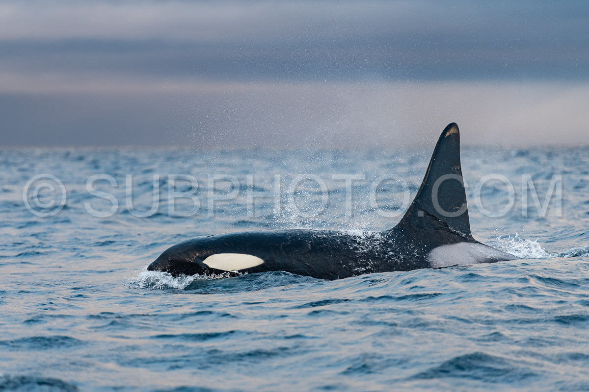 orcas or killer whales in KvÃ¦nangen fjord in Norway hunting for herrings