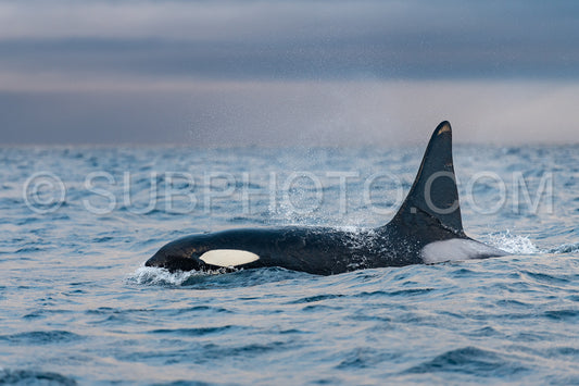 orcas or killer whales in KvÃ¦nangen fjord in Norway hunting for herrings