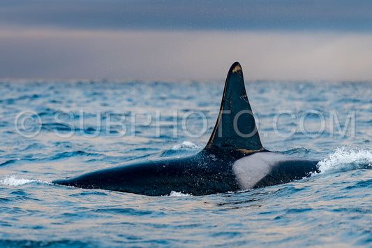 orcas or killer whales in KvÃ¦nangen fjord in Norway hunting for herrings