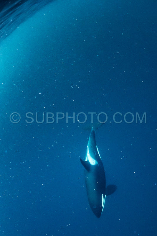 orcas or killer whales in KvÃ¦nangen fjord in Norway hunting for herrings