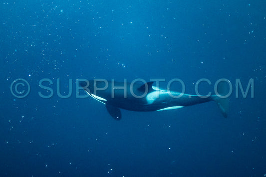 orcas or killer whales in KvÃ¦nangen fjord in Norway hunting for herrings
