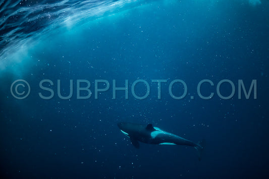 orcas or killer whales in KvÃ¦nangen fjord in Norway hunting for herrings