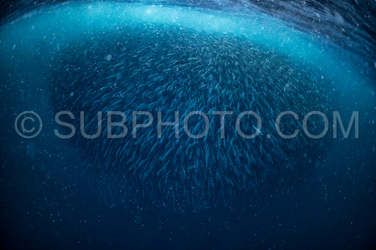 orcas or killer whales in KvÃ¦nangen fjord in Norway hunting for herrings