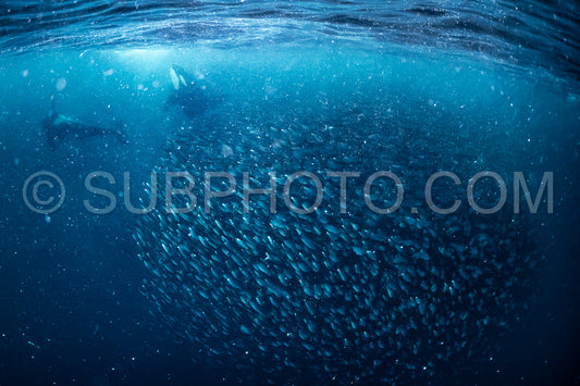 orcas or killer whales in KvÃ¦nangen fjord in Norway hunting for herrings