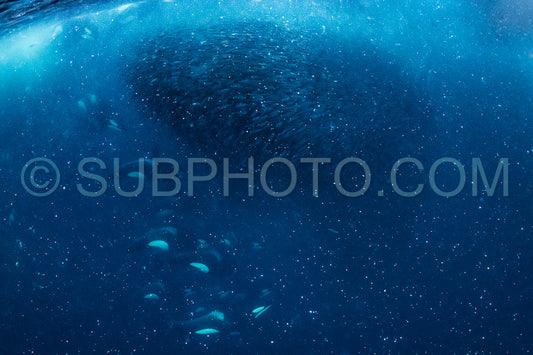 orcas or killer whales in KvÃ¦nangen fjord in Norway hunting for herrings