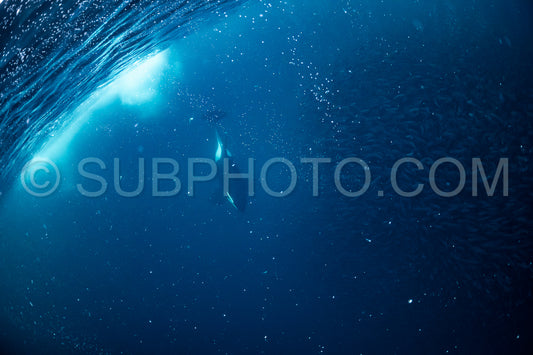 orcas or killer whales in KvÃ¦nangen fjord in Norway hunting for herrings