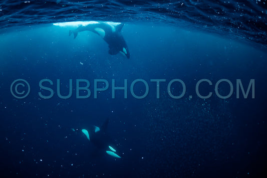 orcas or killer whales in KvÃ¦nangen fjord in Norway hunting for herrings