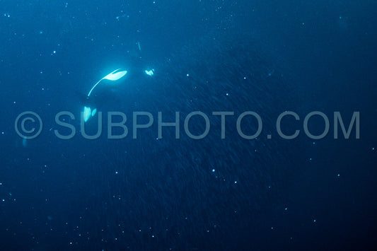 orcas or killer whales in KvÃ¦nangen fjord in Norway hunting for herrings