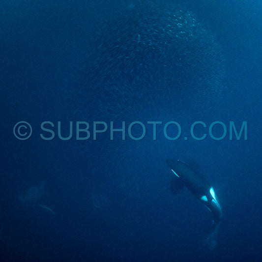 orcas or killer whales in KvÃ¦nangen fjord in Norway hunting for herrings
