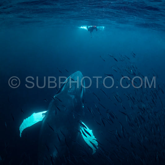 Photo de Baleines à bosse dans le fjord de Kvaenangen en Norvège chassant des harengs