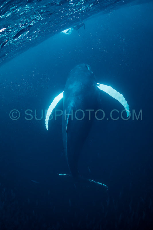 Photo de Baleines à bosse dans le fjord de Kvaenangen en Norvège chassant des harengs