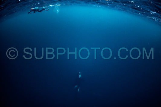 orcas or killer whales in KvÃ¦nangen fjord in Norway hunting for herrings