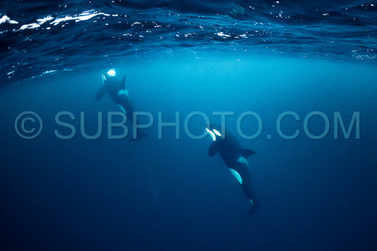 orcas or killer whales in KvÃ¦nangen fjord in Norway hunting for herrings
