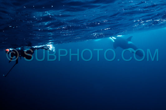 orcas or killer whales in KvÃ¦nangen fjord in Norway hunting for herrings