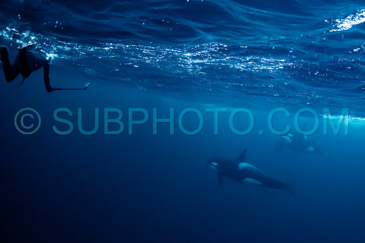 orcas or killer whales in KvÃ¦nangen fjord in Norway hunting for herrings