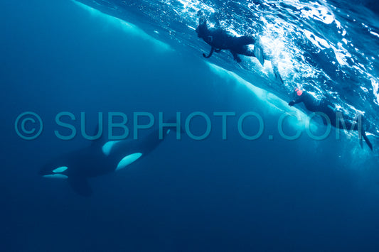 orcas or killer whales in KvÃ¦nangen fjord in Norway hunting for herrings