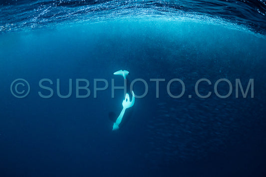 orcas or killer whales in KvÃ¦nangen fjord in Norway hunting for herrings