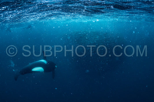 orcas or killer whales in KvÃ¦nangen fjord in Norway hunting for herrings