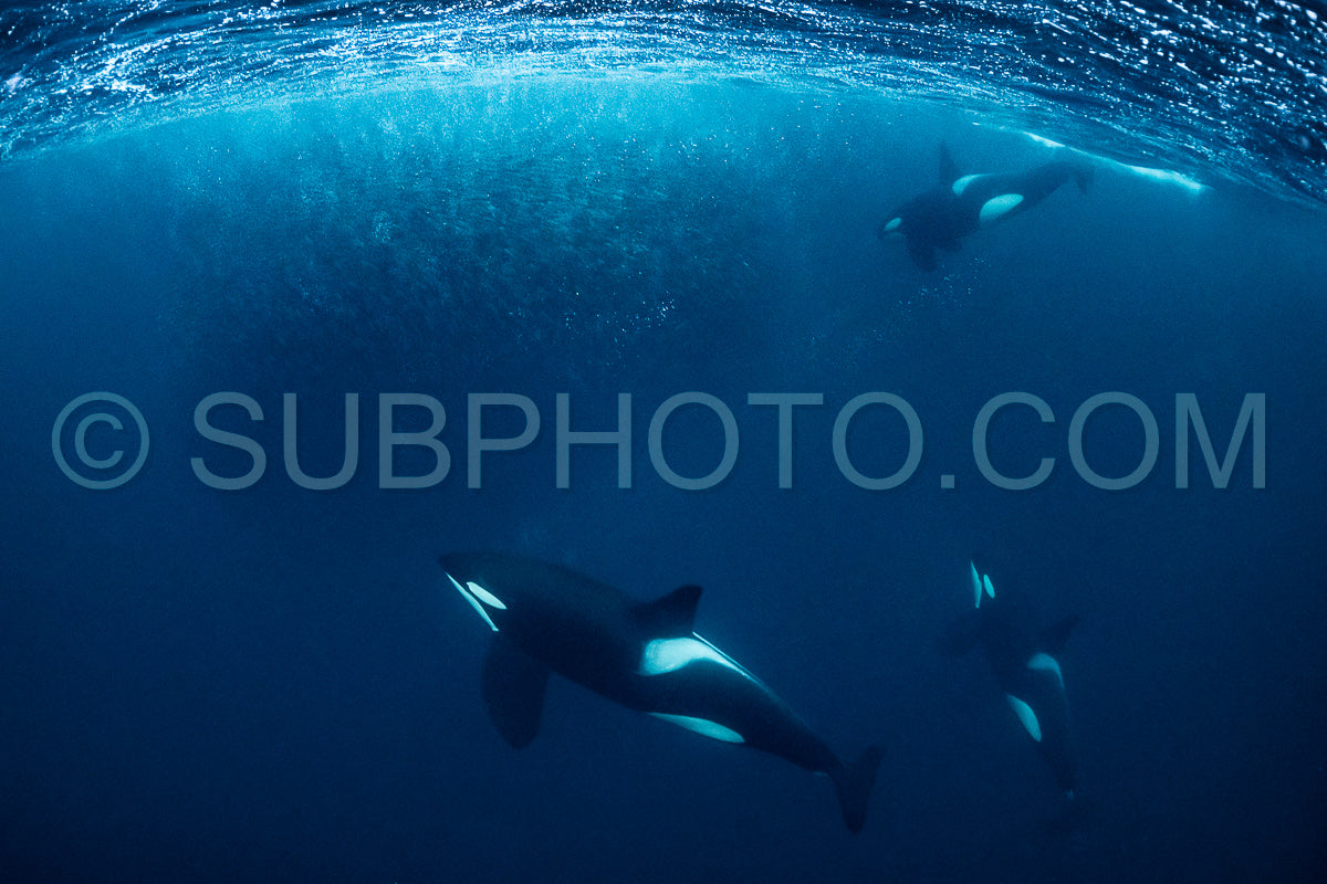orcas or killer whales in KvÃ¦nangen fjord in Norway hunting for herrings