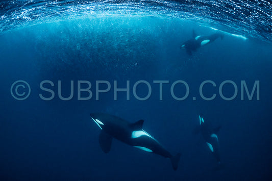 orcas or killer whales in KvÃ¦nangen fjord in Norway hunting for herrings