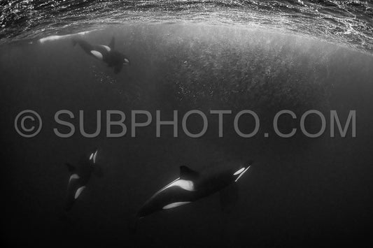 orcas or killer whales in KvÃ¦nangen fjord in Norway hunting for herrings