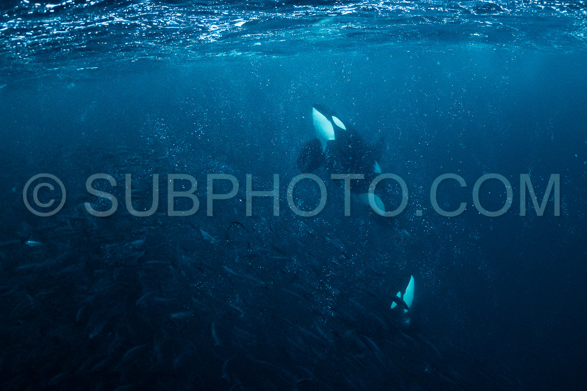 orcas or killer whales in KvÃ¦nangen fjord in Norway hunting for herrings