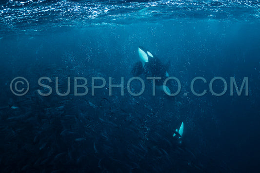 orcas or killer whales in KvÃ¦nangen fjord in Norway hunting for herrings