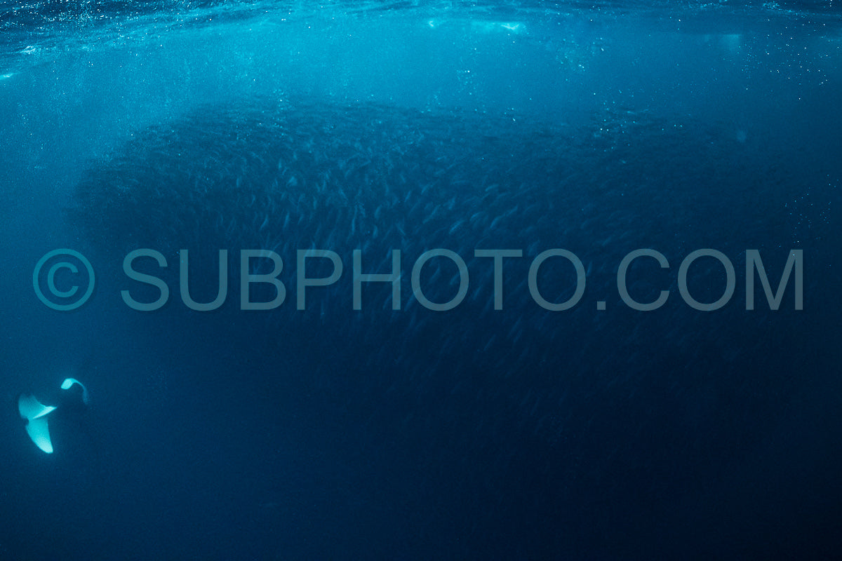 orcas or killer whales in KvÃ¦nangen fjord in Norway hunting for herrings