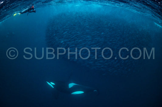 orcas or killer whales in KvÃ¦nangen fjord in Norway hunting for herrings