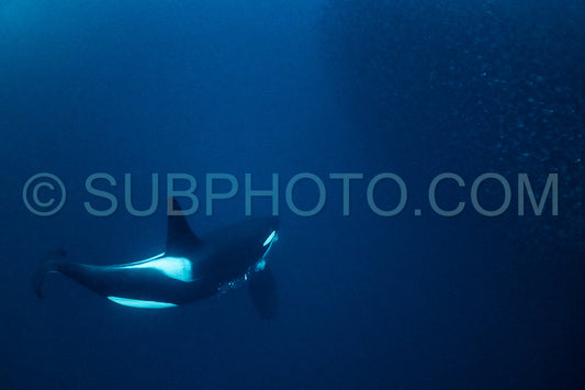 orcas or killer whales in KvÃ¦nangen fjord in Norway hunting for herrings