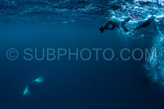 orcas or killer whales in KvÃ¦nangen fjord in Norway hunting for herrings