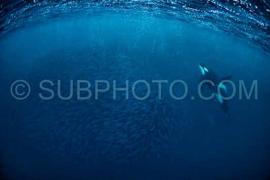 orcas or killer whales in KvÃ¦nangen fjord in Norway hunting for herrings