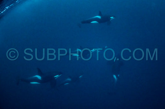 orcas or killer whales in KvÃ¦nangen fjord in Norway hunting for herrings