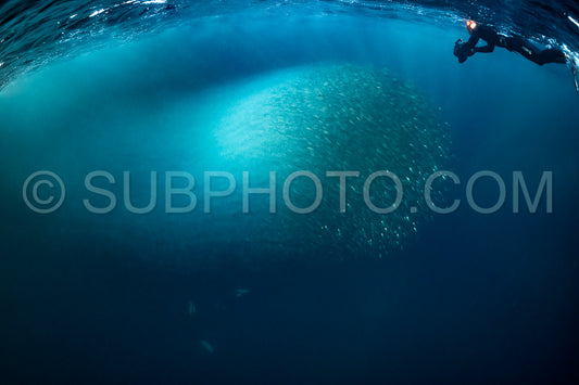 orcas or killer whales in KvÃ¦nangen fjord in Norway hunting for herrings