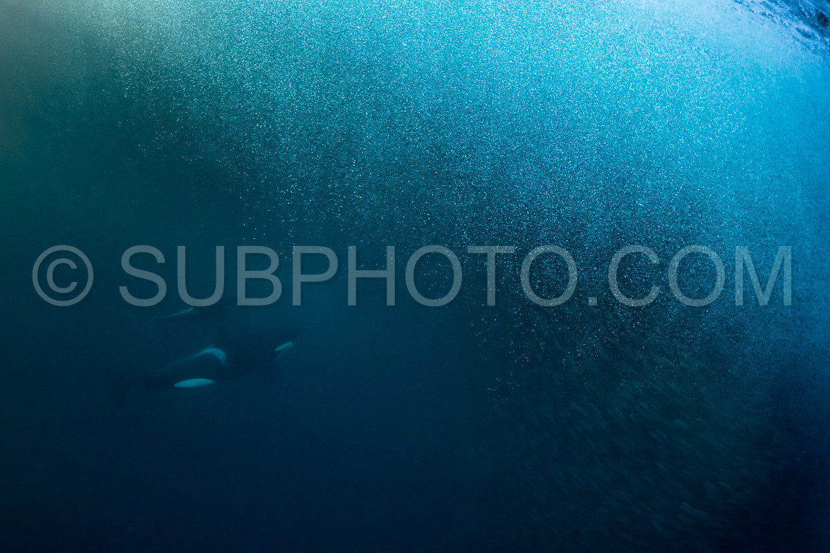 orcas or killer whales in KvÃ¦nangen fjord in Norway hunting for herrings