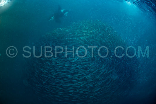 orcas or killer whales in KvÃ¦nangen fjord in Norway hunting for herrings