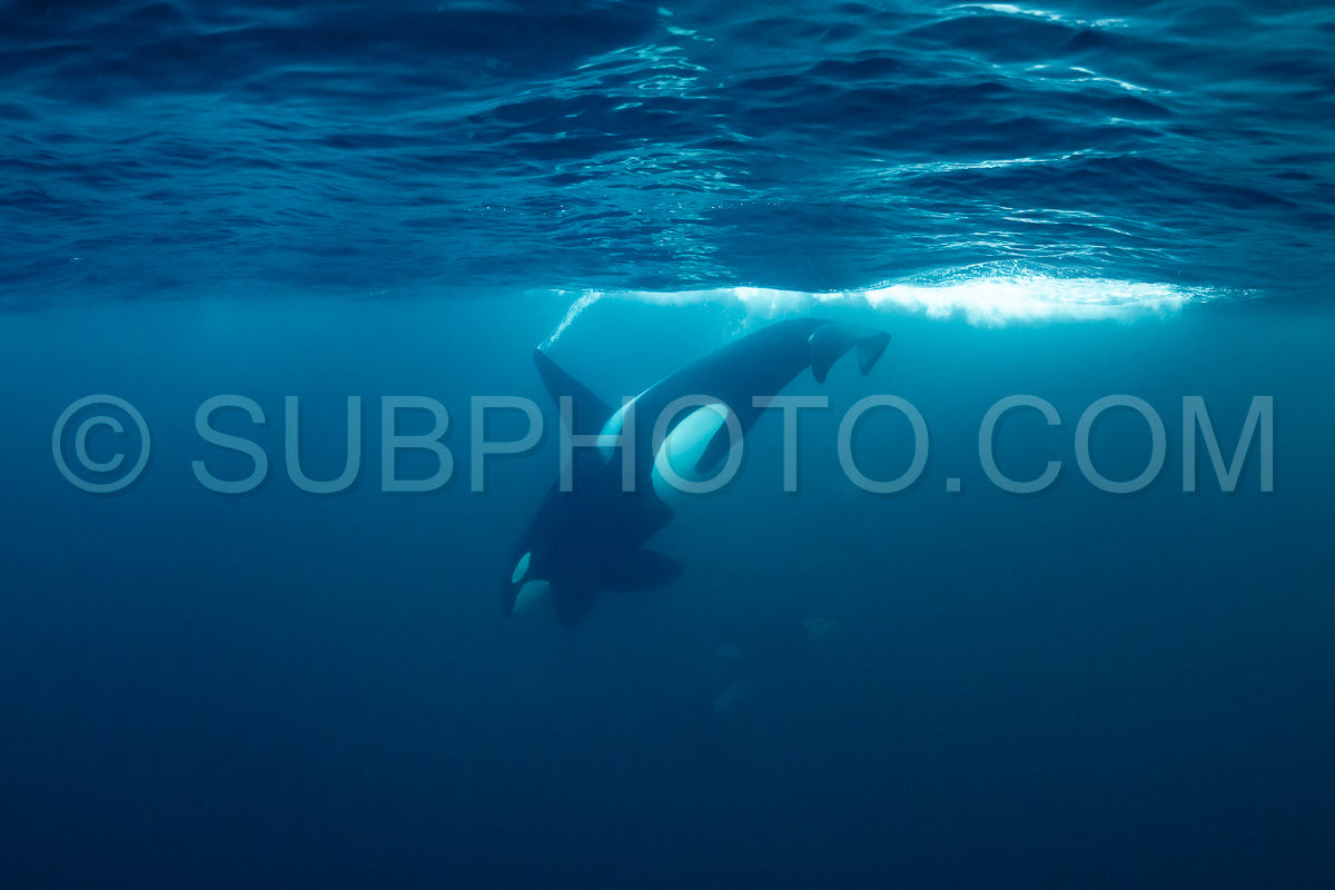 orcas or killer whales in KvÃ¦nangen fjord in Norway hunting for herrings