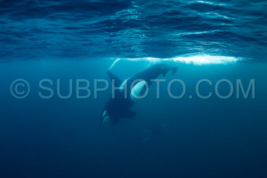 orcas or killer whales in KvÃ¦nangen fjord in Norway hunting for herrings