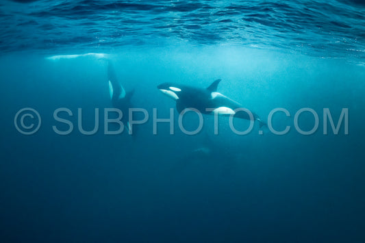 orcas or killer whales in KvÃ¦nangen fjord in Norway hunting for herrings