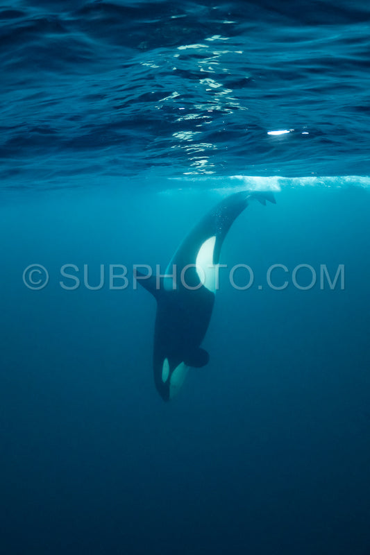 orcas or killer whales in KvÃ¦nangen fjord in Norway hunting for herrings