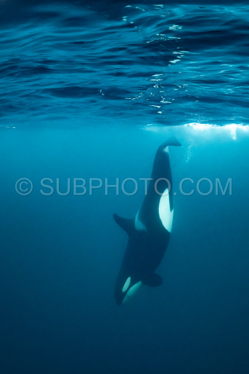 orcas or killer whales in KvÃ¦nangen fjord in Norway hunting for herrings
