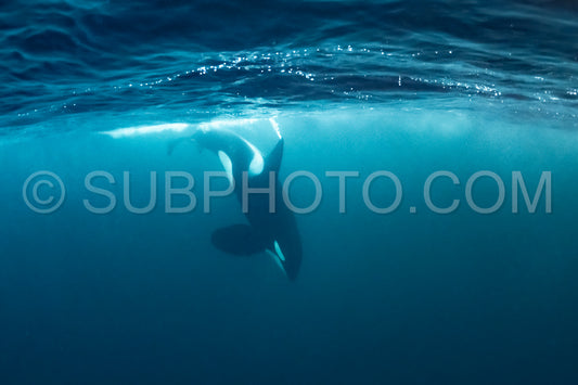 orcas or killer whales in KvÃ¦nangen fjord in Norway hunting for herrings