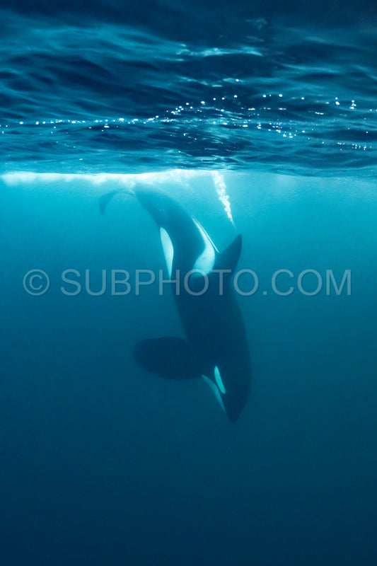 orcas or killer whales in KvÃ¦nangen fjord in Norway hunting for herrings