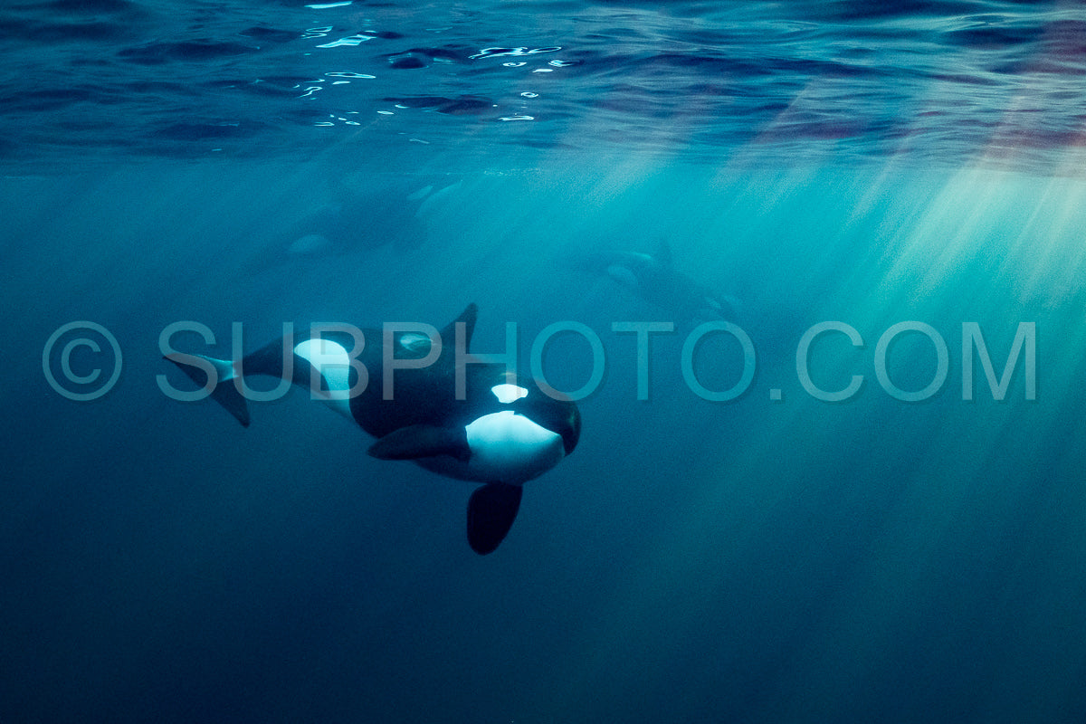 Photo de orques ou épaulards dans le fjord de Kvaenangen en Norvège chassant des harengs