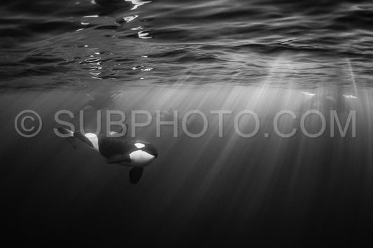 orcas or killer whales in KvÃ¦nangen fjord in Norway hunting for herrings